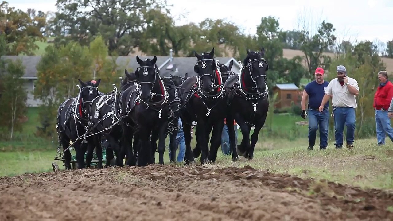 9 percherons pulling a 3 bottom John Deere plow pt 2