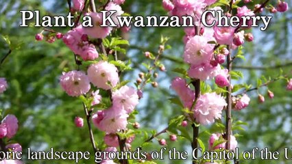 Plant Japanese Kwanzan Flowering Cherry Tree TV ad