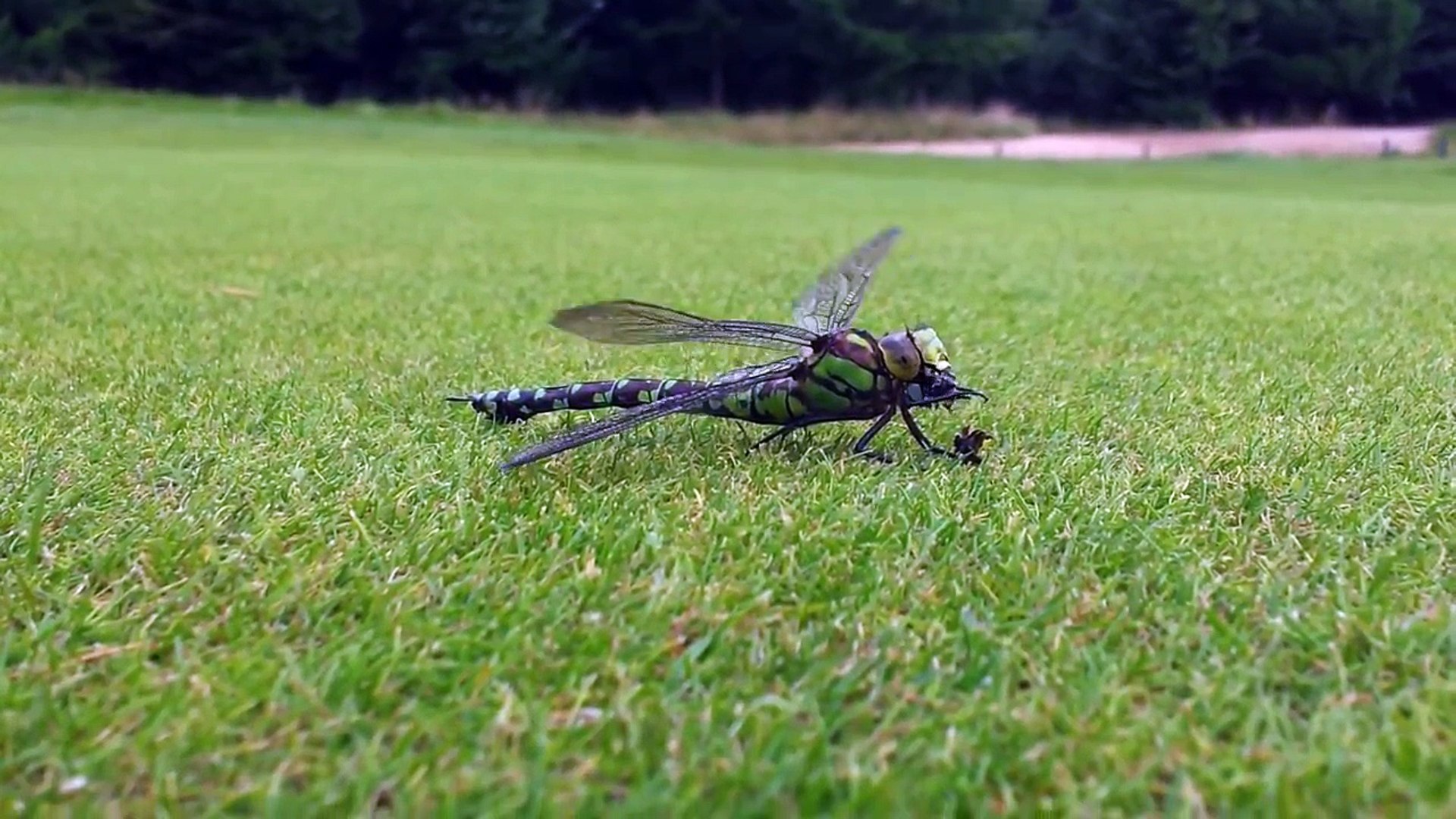 Dragonfly feeding on wasp