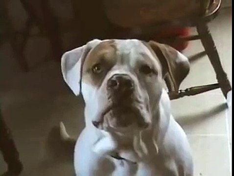 America's Funniest Home Videos - Talking Dogs