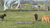 Gentle Team: un pastore tedesco insegna