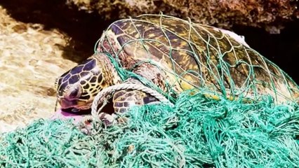 Sea Turtles Micro Documentary