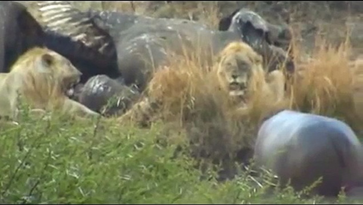 Hippo and Lion Confrontation