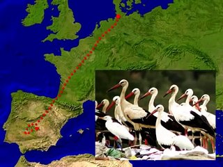 Storch Helmut im Portrait