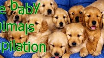 Baby animals are so cute - Cute baby animal compilation