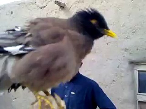 EK EISA BOLTA HWA PRINDA JO AP NY PEHLY KABHI NHE DEKHA HOGA