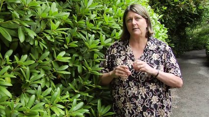 How to Prune Rhododendrons - Instructional Video w/ Plant Amnesty