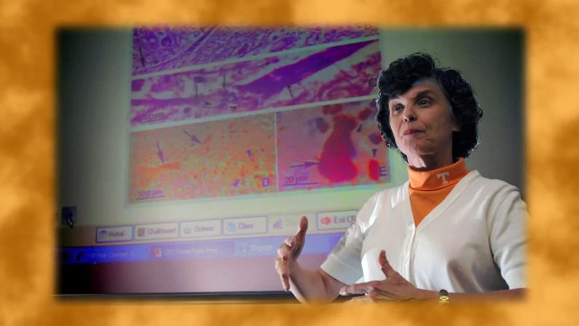 University of Tennessee College of Veterinary Medicine Parasitology Professor on UTCVM