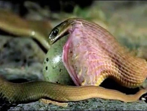 Snake Eating BIG Egg