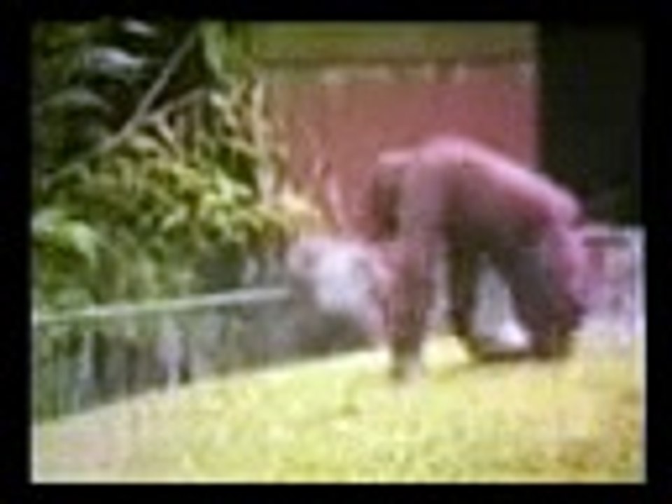 Animals doing funny things