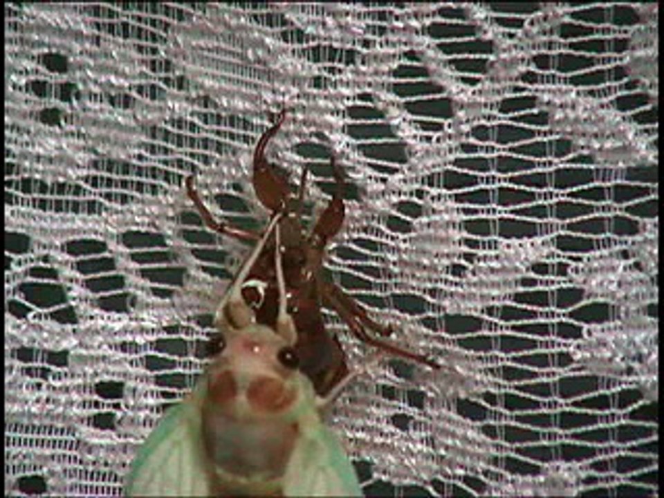 Cicada