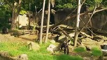 Zoo celebrates baby gorilla's birth