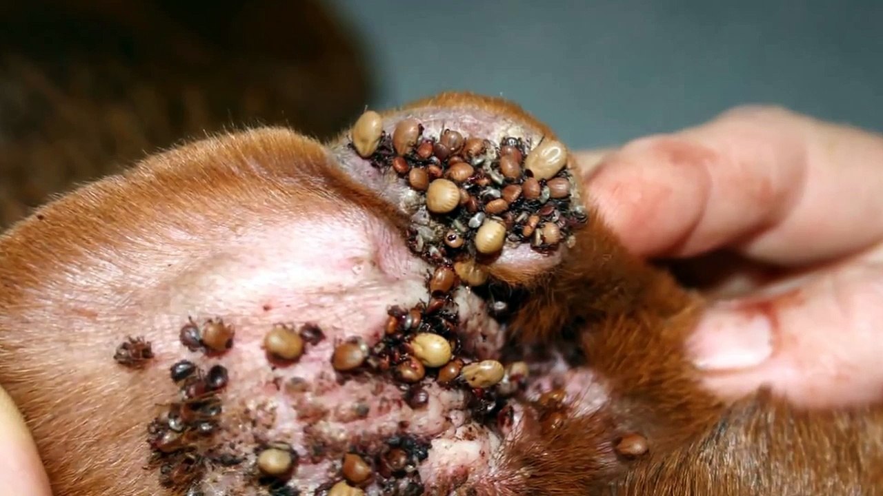 Worst Tick infestations ever + 10 Facts About Ticks