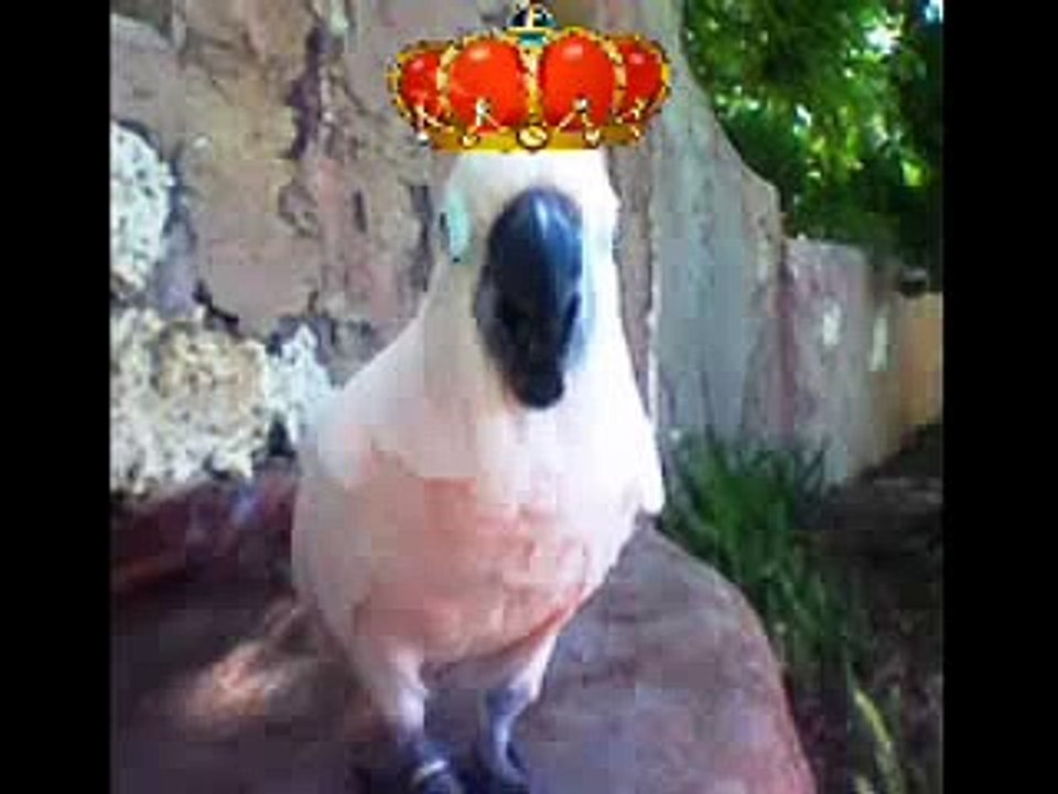 Talking Cockatoo