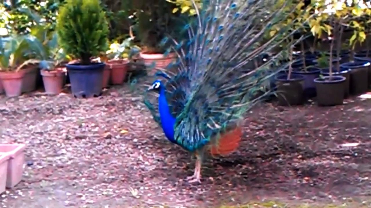 EL CANTO DEL PAVO REAL