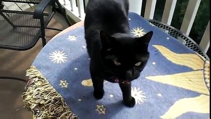 My Black Cat (Phobos) Meowing Outside (2009.09.02)