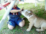 2½ Year Old Cooper & Bailey The English Bulldog Puppy Romp & Roll Around on Easter @ 32 Months