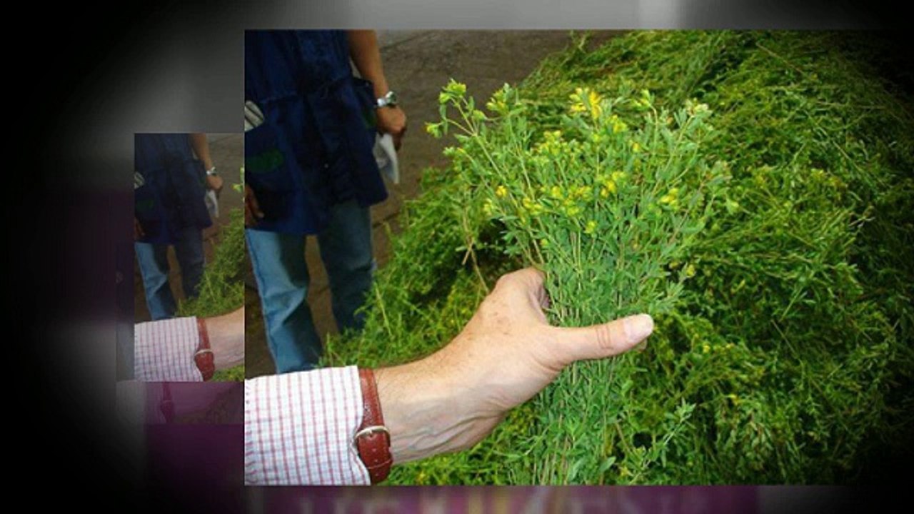 ST Johns Wort Depression