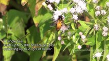 Neighbours got Wild Bees - Giant Honey Bee - Apis dorsata