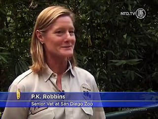 11-Week-Old Panda Cub Takes First Steps