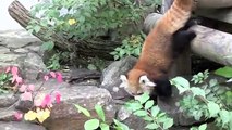 はじめましてレッサーパンダの赤ちゃん~Red Panda Baby debut