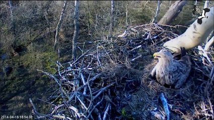 Havørn bringer levende blishøne til reden