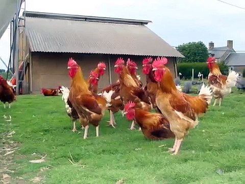 Volailles de VALAINE la tradition de l'élevage fermier