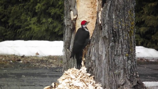 Un pic-vert défonce un arbre à coup de bec!