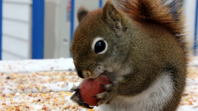 Un écureuil trop mignon mange une noisette