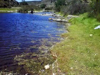 PERSOPERROS. Muchísimo más que amigos