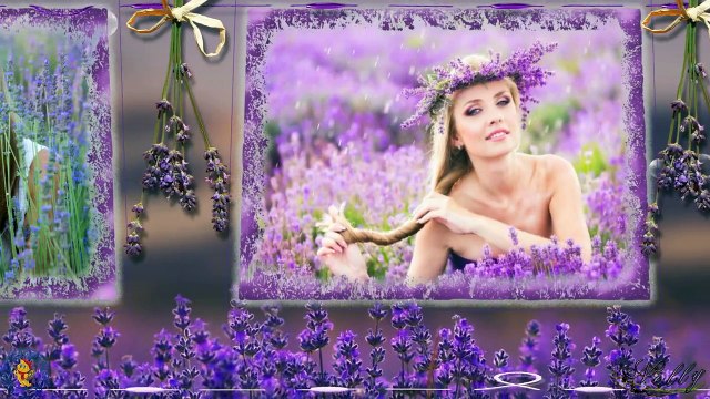 Лаванды много не бывает...