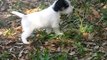 Puppies: Parson Russell Terriers/Jack Russell Terriers