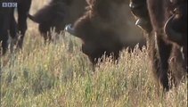 Bison face off - Yellowstone - BBC