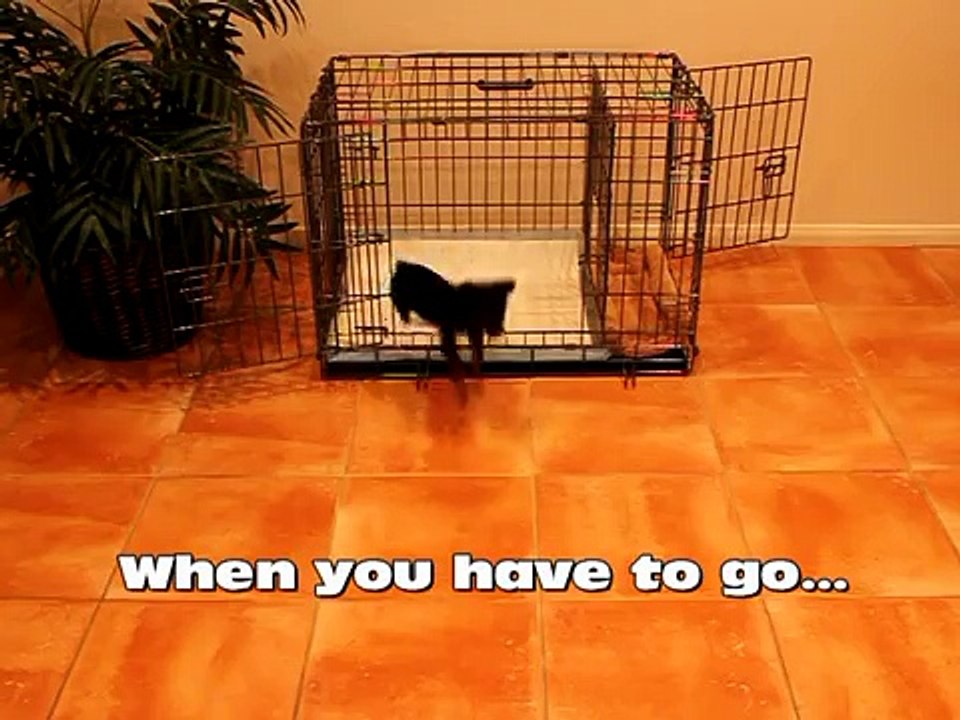 Is this Funny or Cute?