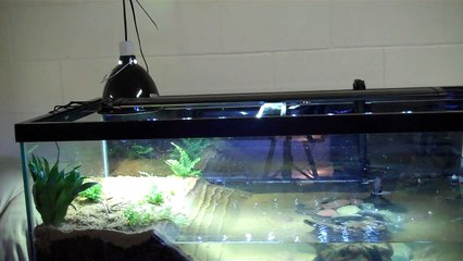 90 Gallon Spotted Turtle Breeder Tank.