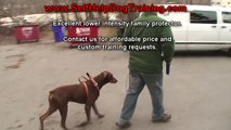 Trained Doberman Pinscher Personal Protection for Sale (K9-1.com)