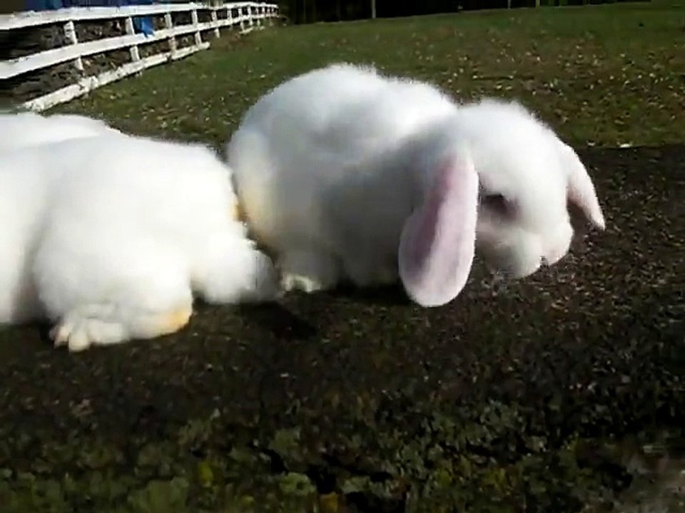 Cotton Balls 2 - InfoMazza.com