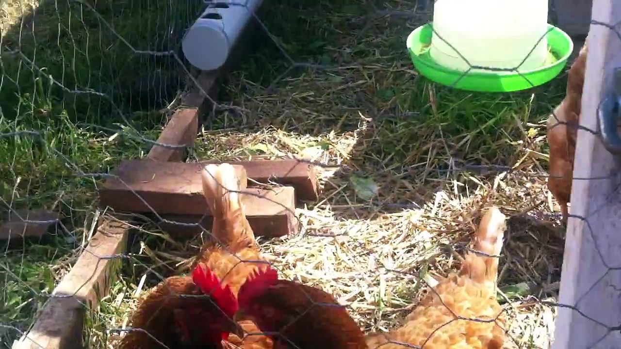 Tour our Chicken Tractor. DIY portable chicken coop