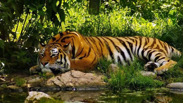 Dünyanın En Vahşi ve Tehlikeli 10 Hayvanı