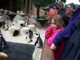 Die Pinguin Fütterung in der Wilhelma