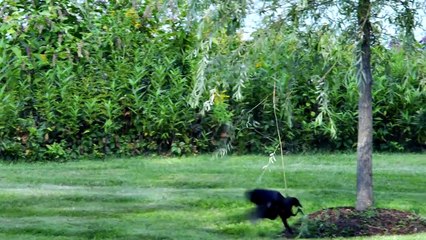 Crows Playing Swinging from a Branch