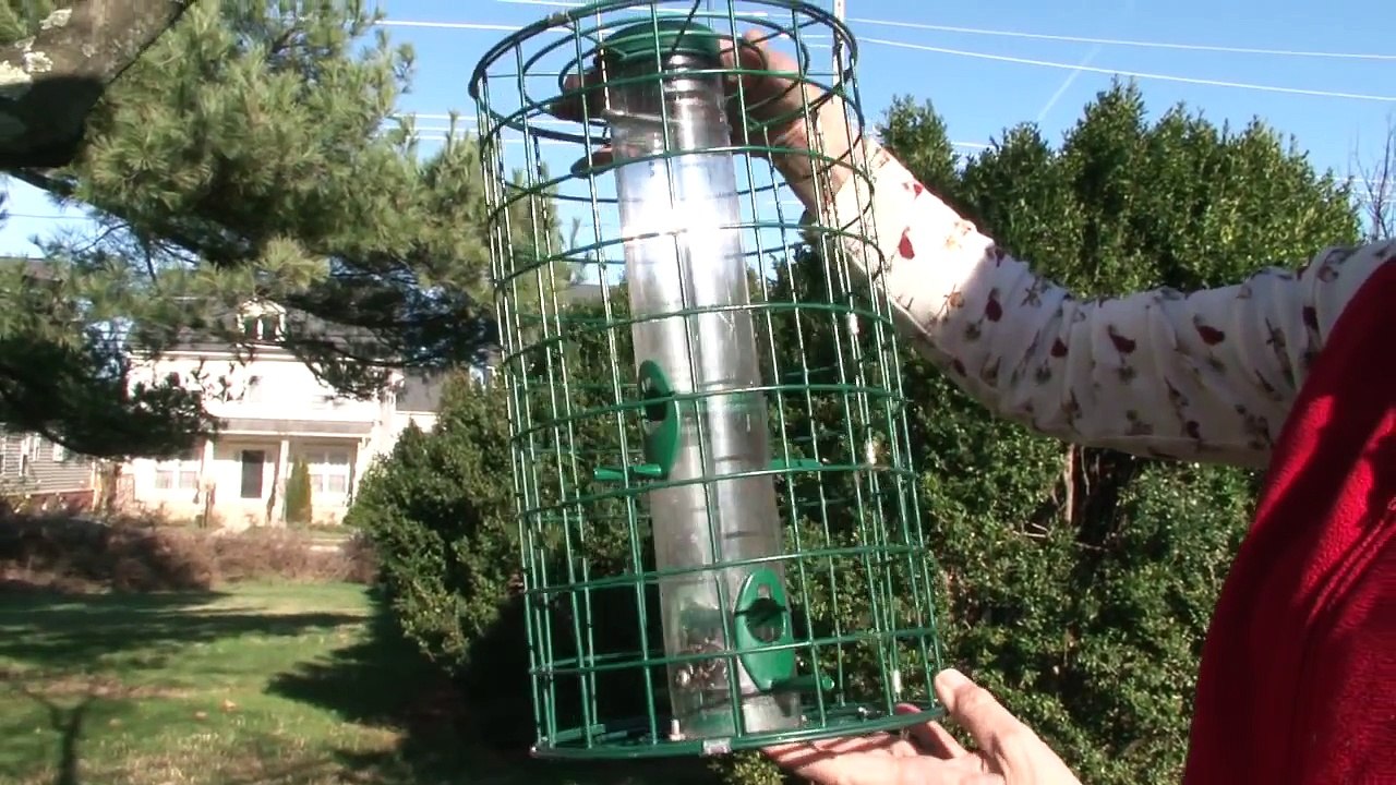 Bird Feeding in Winter