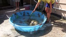 Sea turtles from Florida Keys receive pioneering eye treatment