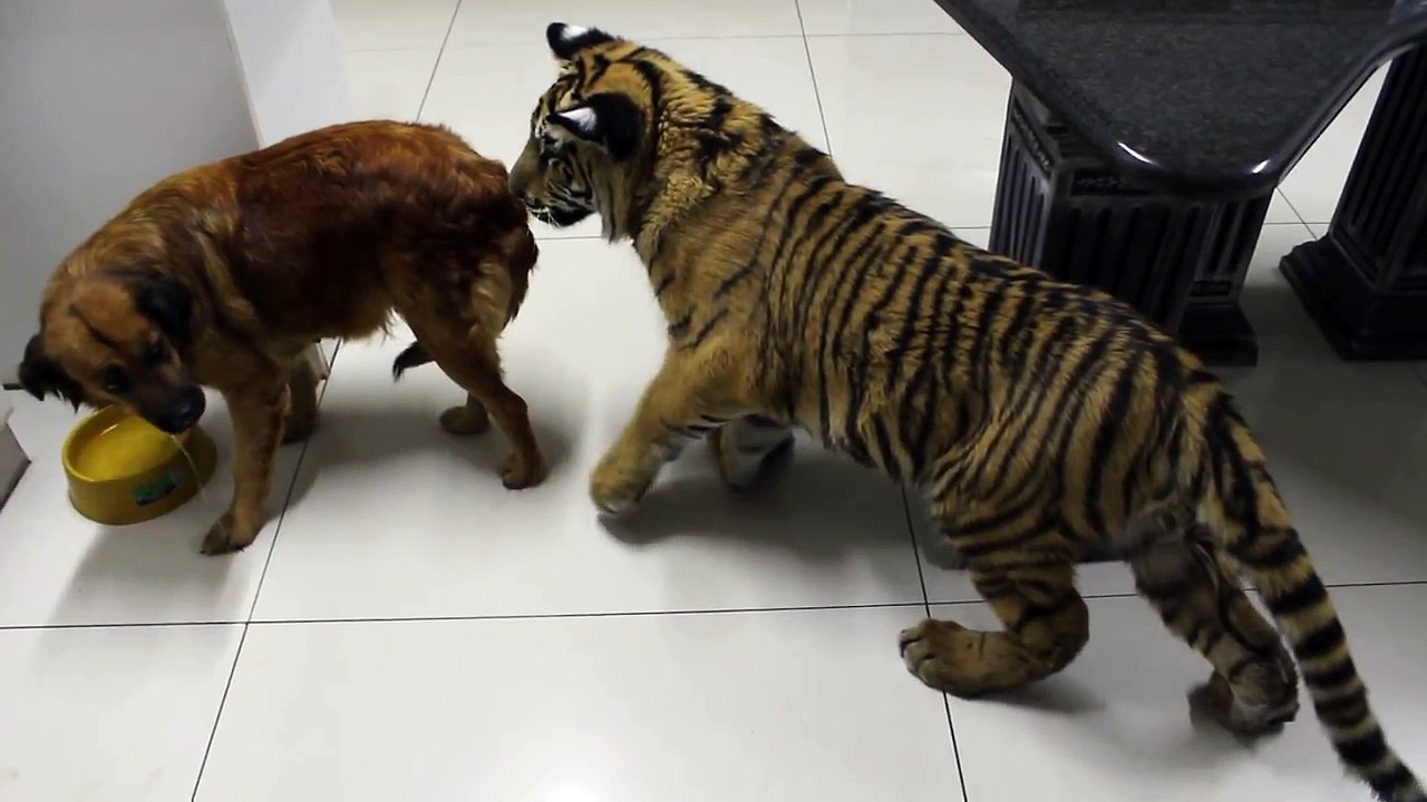 New dog ,silly tiger ,clumsy move , sory