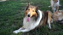 ROUGH COLLIE--THEATER