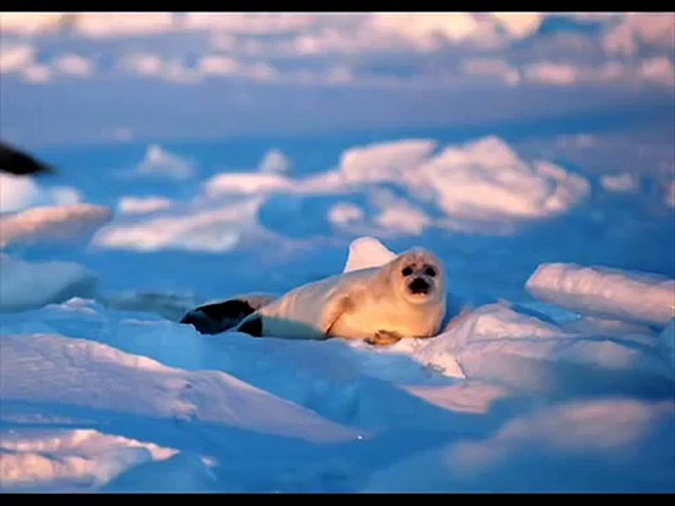 Matança de Focas - Basta - Seal Hunt