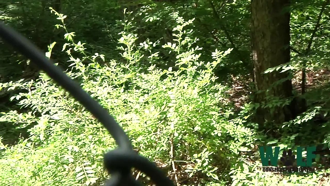American Pride - The Red Wolf