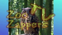 Zoo Safari - Oehoe - Eagle owl -  bubo bubo