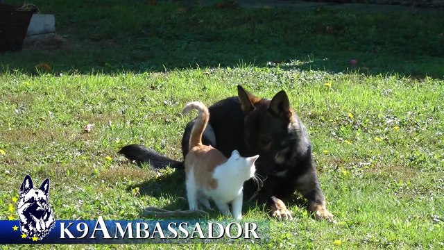 Fully Trained Elite Protection Dog - Butler z Erisedu / K9 Ambassador