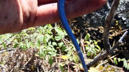 Juvenile 'Blue-tailed' Western Skink | Reptiles of BC